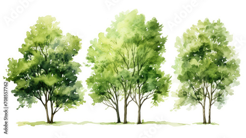three watercolor trees isolated on white