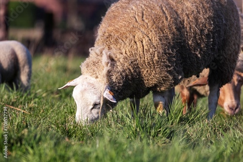 An animal portrait of a wooly adult sheep grazing in a grass field or meadow in a herd during a sunny spring day. the mammal is eating green grass.
