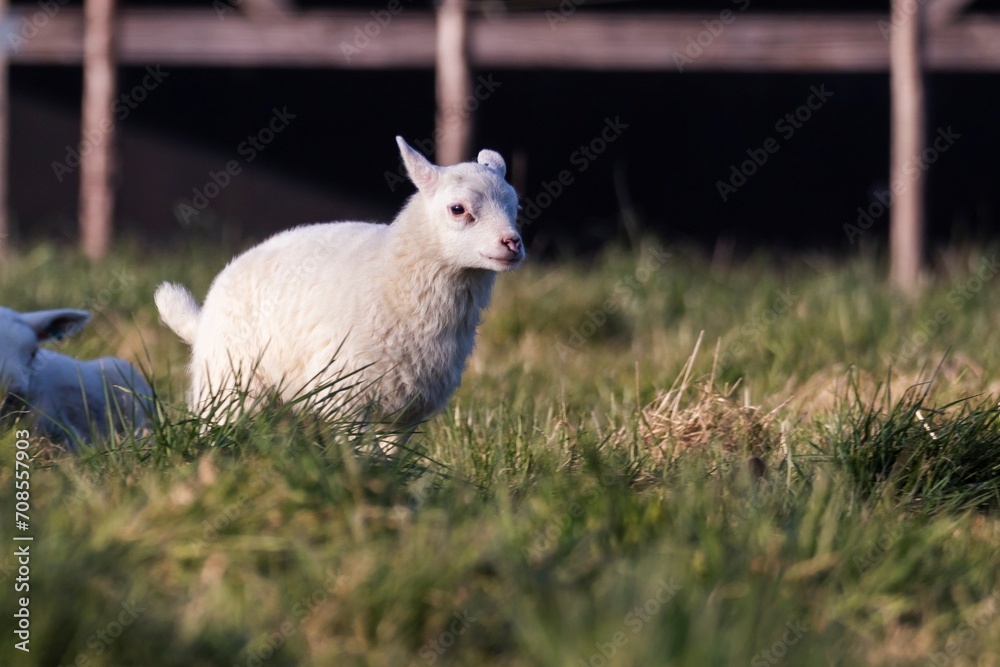 Obraz premium A cute animal portrait of a small white lamb standing and running around in a grass field or meadow during a sunny spring day. The young mammal is looking around.