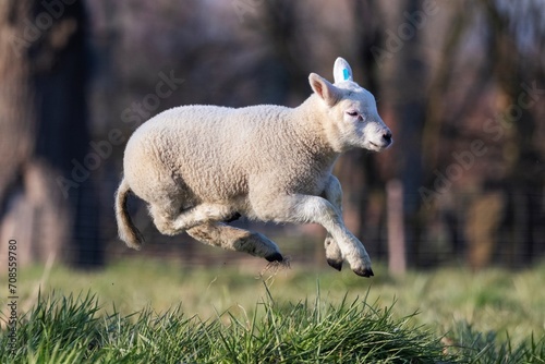 A cute animal Portrait of a small little white lamb playfully jumping around in a grass field or meadow having fun. the young mammal is grazing on a sunny spring day. photo