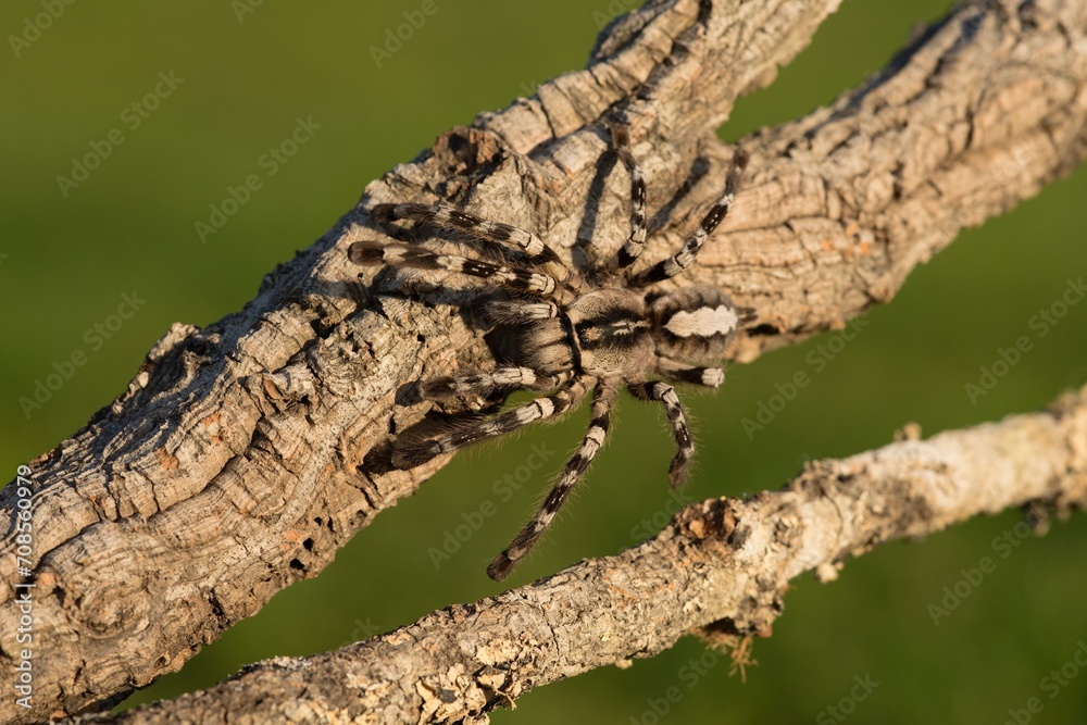 Poecilotheria ornata, known as the fringed ornamental or ornate tiger spider, Sklípkan ozdobný Poecilotheria ornata, known as the fringed ornamental or ornate tiger spider, Sklípkan ozdobný