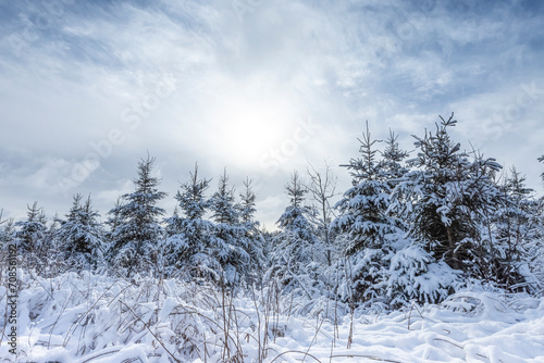 Snowy Trees © Brittany