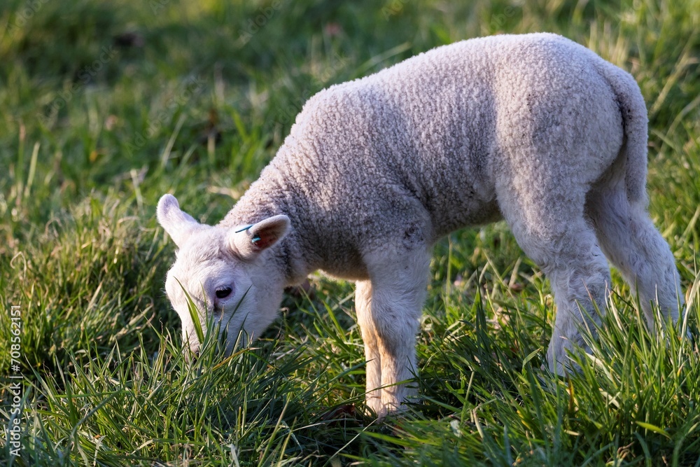 A cute animal Portrait of a single little white lamb standing and grazing in a grass field or Meadow. the young mammal is outdoors during a sunny spring day. A cute animal Portrait of a single little white lamb standing and grazing in a grass field or Meadow. the young mammal is outdoors during a sunny spring day.