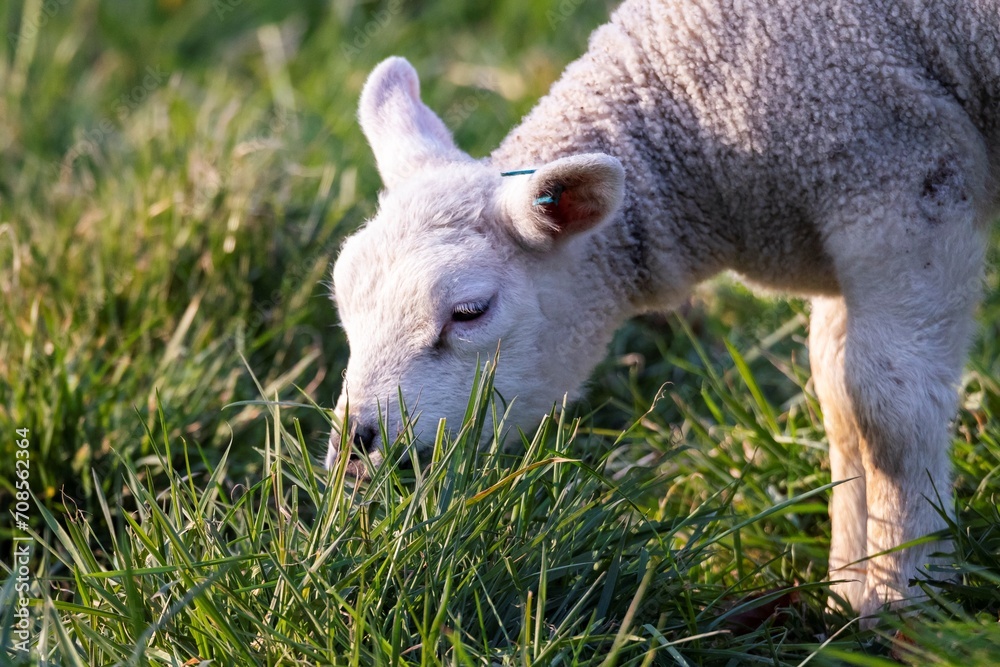 A cute closeup animal Portrait of a little white lamb standing and grazing in a grass field or Meadow during a sunny spring day. the young mammal animal is sticking it's nose in the grass to eat food. A cute closeup animal Portrait of a little white lamb standing and grazing in a grass field or Meadow during a sunny spring day. the young mammal animal is sticking it's nose in the grass to eat food.