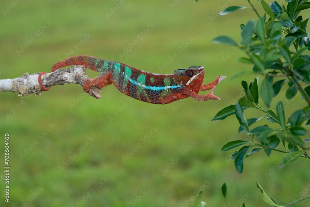 Furcifer pardalis, Panther chameleon, Chameleon pardálí, The panther