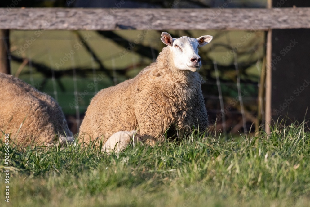 Obraz premium A portrait of an ewe mother sheep with a small lamb next to it standing in a grass field or Meadow, grazing and looking around during Springtime on a sunny day.