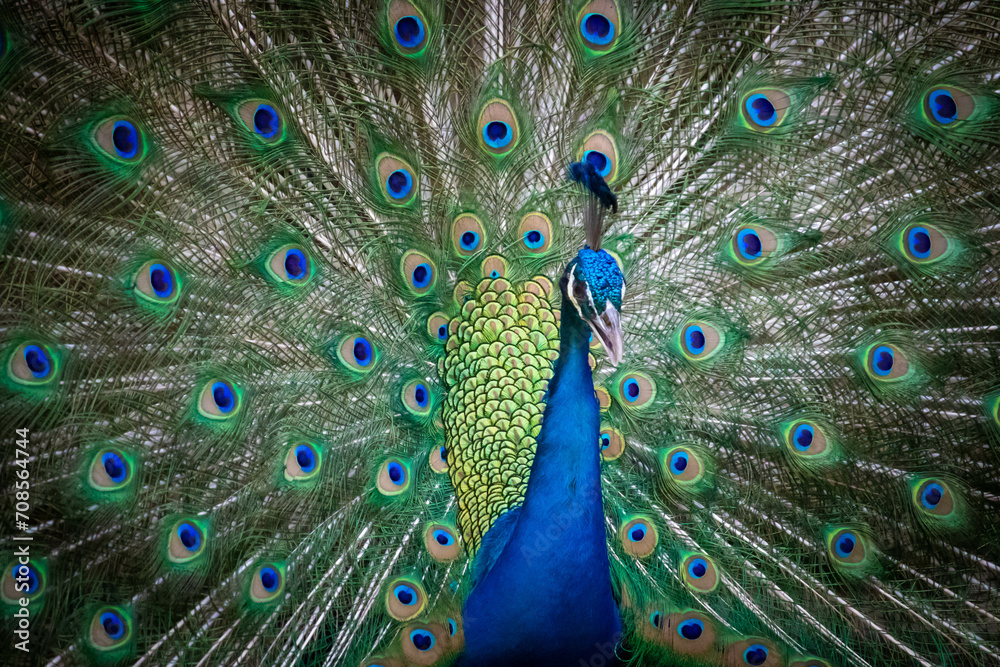 Obraz premium Portrait and close up of peacock showing its beautiful feathers