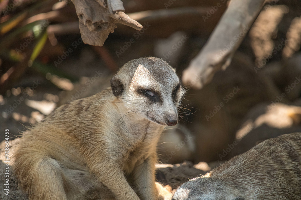 Fototapeta premium The meerkat (Suricata suricatta) or suricate is a small mongoose found in southern Africa