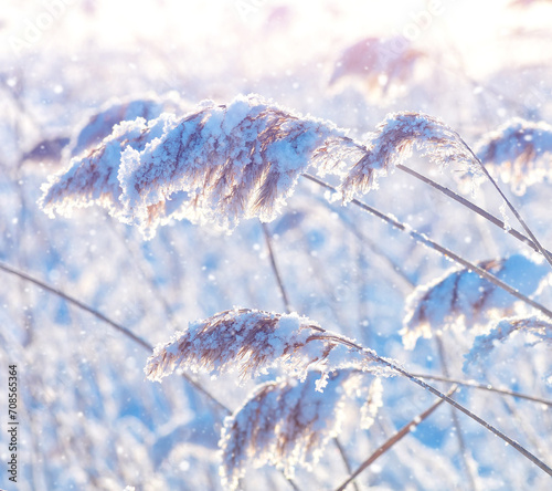 Winter landscape. Frozen reed plant in the rays of the sun. Winter fairytale scene. Delicate natural background. Beautiful winter scene