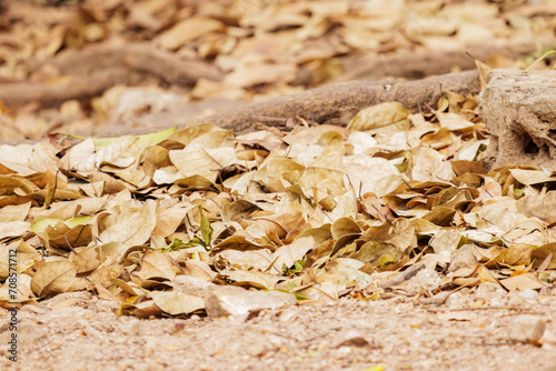 Pile of fallen yellow leaves lying on the ground background closeup