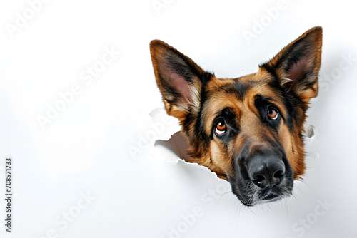 Alert German Shepherd Peering Through a Torn Paper Hole