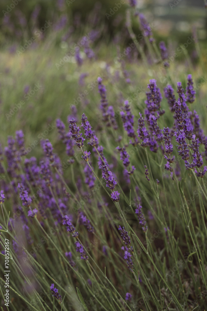 lavender field in region