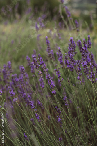 lavender field in region © Nicolli D'Orazio