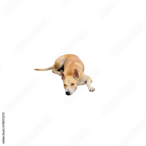 Brown Thai dog isolated on white background