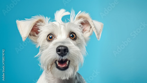 Portrait of white dog with funny surprised expression on its face on blue background - ai generated