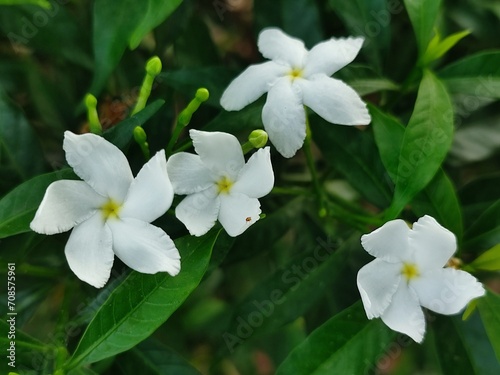 Tabernaemontana divaricata, commonly called pinwheel flower, crape jasmine flower