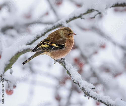 Male chaffinch sitting on a snow covered tree