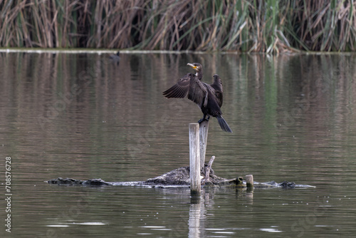 A Cormorant perched on tree drying wings