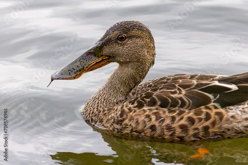 Northern Shoveller water bird