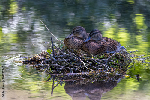 Pair of ducks on nest