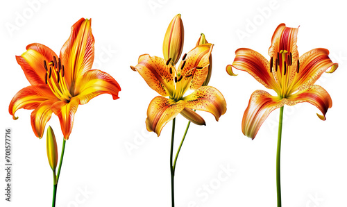 set of beautiful yellow golden lilies, with stem, gift for Women's Day, spring design element, isolated