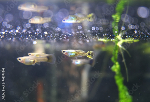 A school of guppy fish (Poecilia reticulata) swims in an aquarium near the surface of the water, selective focus, horizontal orientation. photo