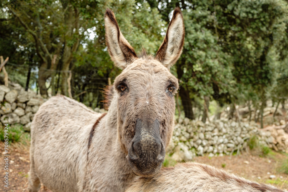 burro, camino des Cingles ( cami des Binis), Fornalutx, Mallorca, balearic islands, Spain