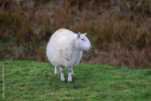 oveja, Flodygarry, Highlands, Escocia, Reino Unido