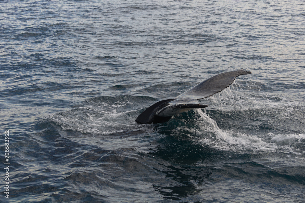 Fototapeta premium Whale shows off near the boat before diving in the icelandic sea near Húsavík