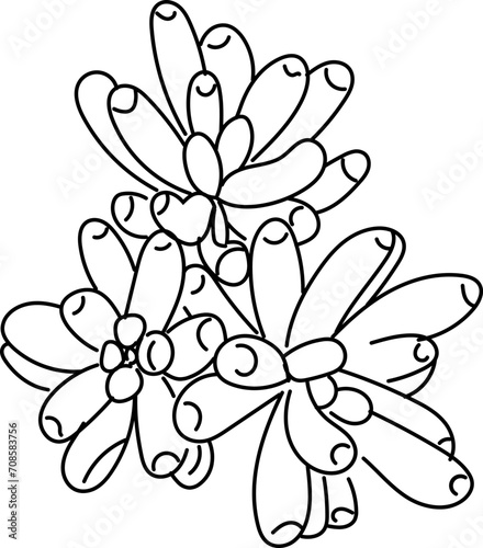 Hand drawn succulent plant illustration on transparent background. 