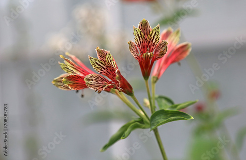 Fototapeta Naklejka Na Ścianę i Meble -  Closeup of red Peruvian lily blooms, Somerset England
