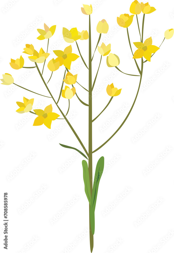 Hand drawn flora illustration on transparent background. Hand drawn flora illustration on transparent background.
