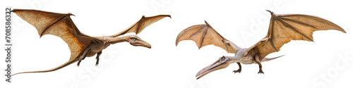 Set of pterodactyl isolated on transparent background. © comicsans