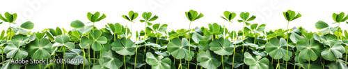A clover field for St. Patrick's Day isolated on transparent background.