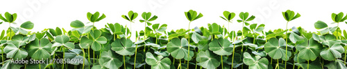 A clover field for St. Patrick's Day isolated on transparent background. photo