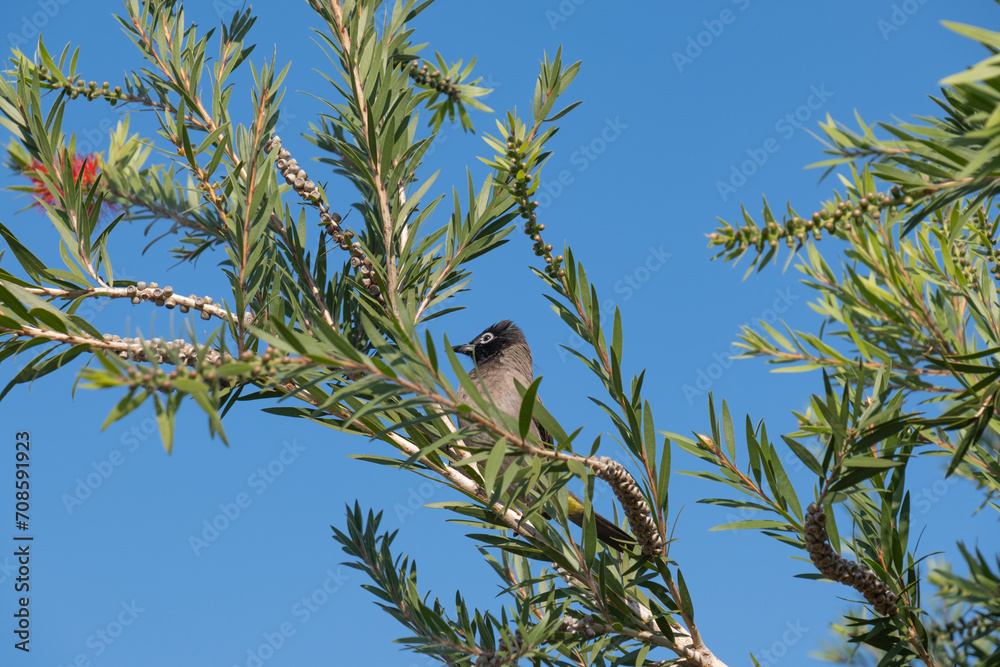 white spectacled bulbul perched on tree branch. Pycnonotus xanthopygos. white spectacled bulbul perched on tree branch. Pycnonotus xanthopygos.