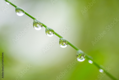 Raindrops cling to blades of grass