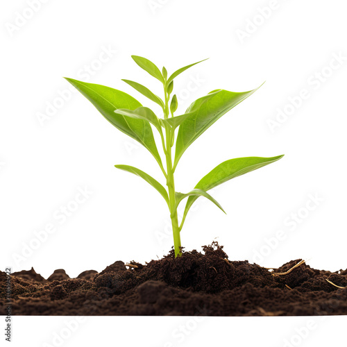 young plant growing from soil isolated on transparent background Remove png, Clipping Path, pen tool © Vector Nazmul
