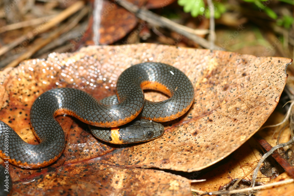 Fototapeta premium Pacific ringneck snake (Diadophis punctatus amabilis) coiled on a leaf and hiding its head under a coil of its body. 