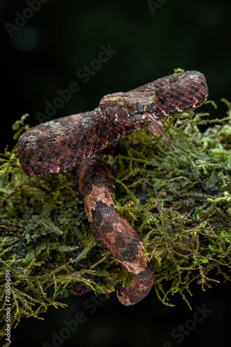 Craspedocephalus borneensis (Bornean Pit Viper) in the rainforests of Borneo island in indonesia. ​
