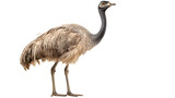 Graceful and majestic, a greater rhea stands tall on its long legs, its beady eyes gazing into the distance as its feathery wings remain still, ready to take flight at any moment