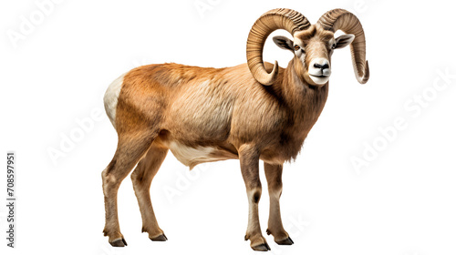 An impressive bighorn sheep stands tall, its magnificent horns commanding attention as it roams the rugged terrain of its natural habitat