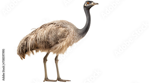 Graceful and majestic, a greater rhea stands tall on its long legs, its beady eyes gazing into the distance as its feathery wings remain still, ready to take flight at any moment