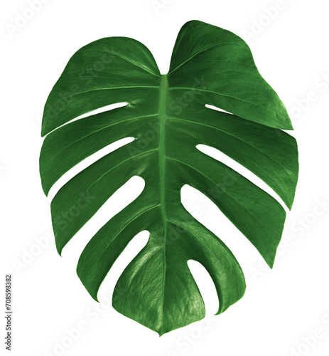 leaf monstera isolated, Green leaves pattern