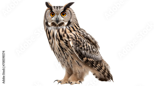 Obraz na plátně An awe-inspiring screech owl with piercing yellow eyes and a sharp beak commands