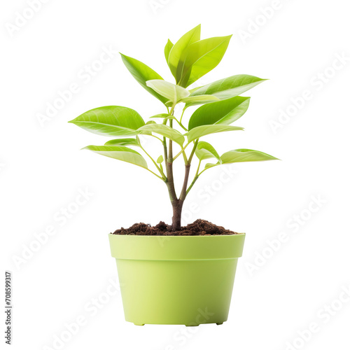 Young green plant in pot isolated on transparent background Remove png, Clipping Path, pen tool