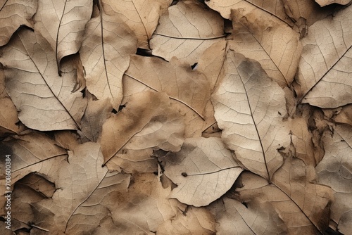 texture of dried leaves with cracks top view. 