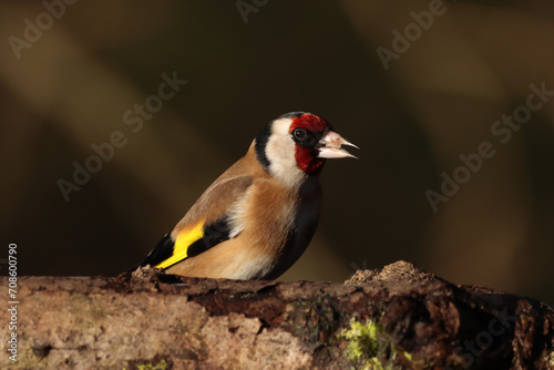 A beautiful animal portrait of a lone Goldfinch Bird