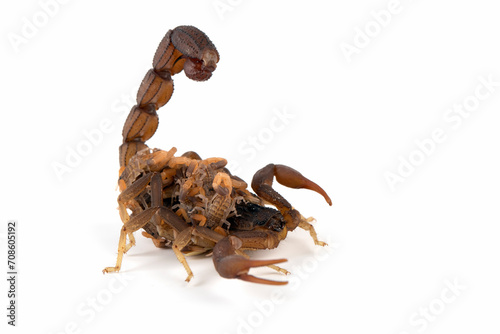 Hottentotta caboverdensis is a species of scorpions of the family Buthidae.  photo