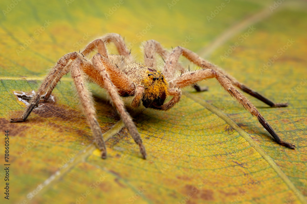 Huntsman spiders are also known as the giant crab spiders, due to the way they look. Stock Photo